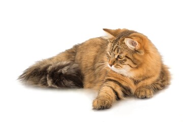 Long Haired Cat Lying Down