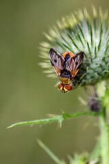 Eine Fliege auf einer Pflanze. Fliegen sind kleine Insekten.
