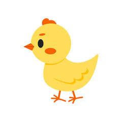 Cute chicken vector icon isolated on white background. Little chik baby farm bird flat design cartoon style illustration. Funny young poultry.