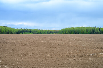 rustic summer flat landscape. plowed land in a field, a mixed forest of coniferous and deciduous trees and a blue sky with clouds