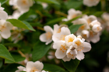 Blossom branch close up of beautiful white jasmine flowers with green leaves and copy space. Nature plant perfume aromatherapy and tea concept