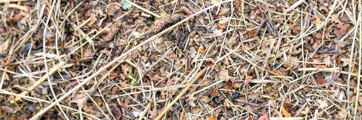 forest anthill made of tree twigs with ants close up. the world of insects in nature. banner