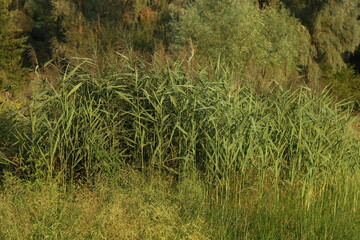 Green reeds at the lake