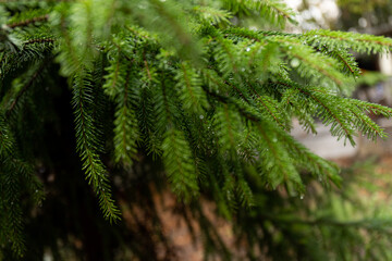 Fototapeta na wymiar Pine branch close up with raindrops on blurred background
