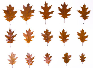 Brown glossy natural autumn oak leaves lined in rows from large to small, isolated on a white background.