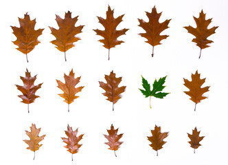 One green maple leaf in rows of brown autumn oak leaves lined in rows from large to small and isolated on a white background.