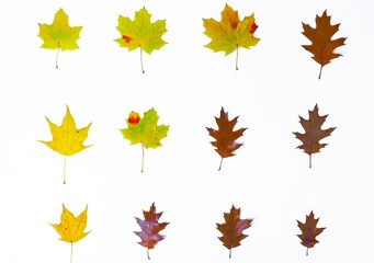 Rows of natural autumn yellow maple leaves and brown oak leaves lined from large to small isolated on a white background.