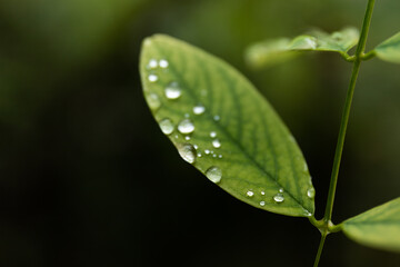 After rain Water Drops on Green leaves in the garden pattern background, sparkle of Droplets on surface leaf, color Dark Flat lay Natural background for input text