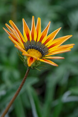 Outdoor gazania with various shades of yellow, red, orange and green with lots of green bokeh in the background