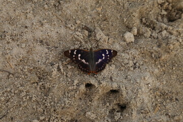 Butterfly sitting on the sand