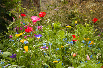 Wildflower meadow with poppies, marigolds, forget-me-nots and scarlet flax 