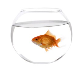 Goldfish in a fishbowl - isolated image