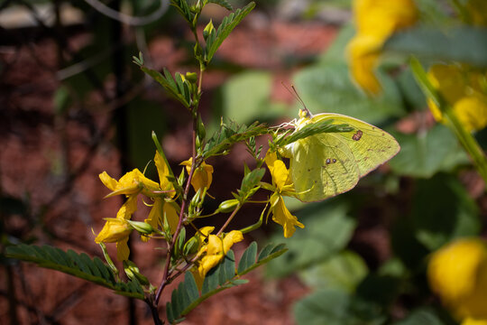 Cloudless sulfur butterfly ovipositing on partridge pea