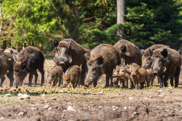 Der Erlebnis Wald Trappenkamp bietet auf mehr als 100 Hektar Wildgehege und Erlebnispfade ein einmaliges Naturerlebnis, hier eine Rotte Wildschweine