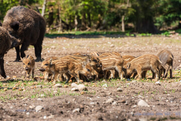 Der Erlebnis Wald Trappenkamp bietet auf mehr als 100 Hektar Wildgehege und Erlebnispfade ein einmaliges Naturerlebnis, hier eine Rotte Wildschweine