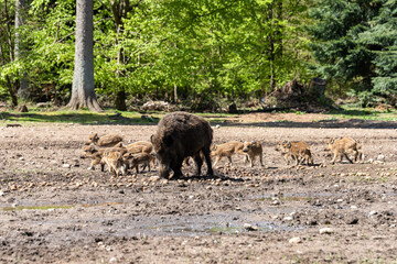 Der Erlebnis Wald Trappenkamp bietet auf mehr als 100 Hektar Wildgehege und Erlebnispfade ein einmaliges Naturerlebnis, hier eine Rotte Wildschweine
