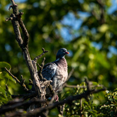 European wild pigeon, turtle dove, wood pigeon. Close-up photo of a wild pigeon sitting on top of an old pear. With copy space