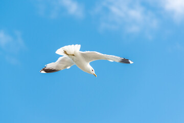 Silbermöwe vor blauem Himmel im Flug