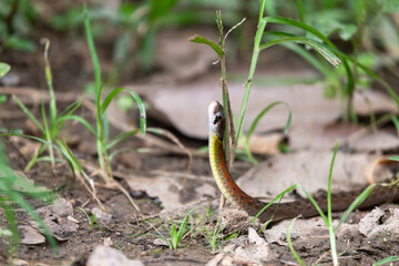 headshot a red-necked snake in the forest Chiang Mai, Thailand. People who don't know this snake will be afraid. Poor snakes are often attacked. From misunderstandings,