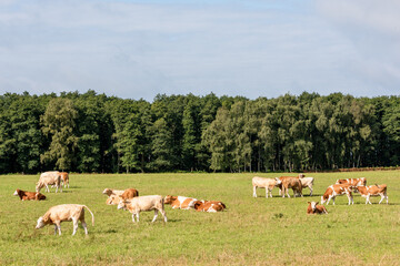 Naklejka na ściany i meble Freilaufende rotbunte Rinder auf einer Weide im Sommer