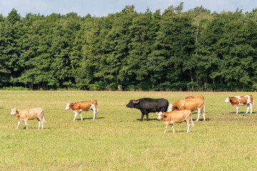 Freilaufende rotbunte Rinder auf einer Weide im Sommer