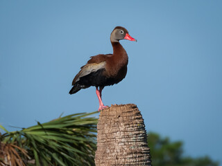 A black-bellied whistling duck perched on a tree