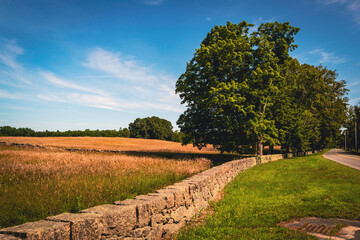 Tranquil landscape with curving stone wall over the grassy meadow with tall maple trees