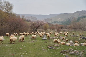 Fototapeta premium A flock of sheep grazes in a meadow in the mountains