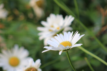 daisy in the grass