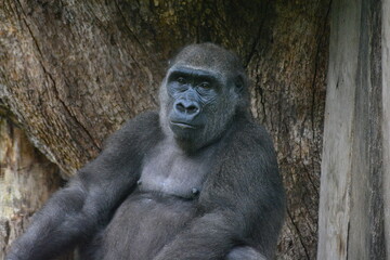 portrait of a male gorilla