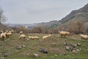 A flock of sheep grazes in a meadow in the mountains