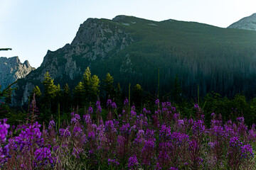 Obraz premium Slovak Tatra Mountains - road to Rysy