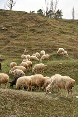 A flock of sheep grazes in a meadow in the mountains