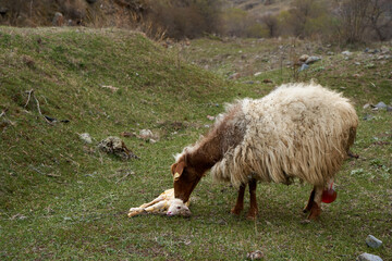A pregnant sheep has just given birth to a lamb. In a meadow in the mountains