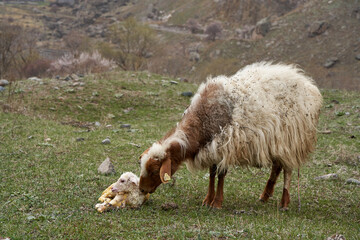 A pregnant sheep has just given birth to a lamb. In a meadow in the mountains