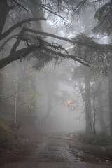 Foggy forest in Chrea National Park, Blida, Algeria.