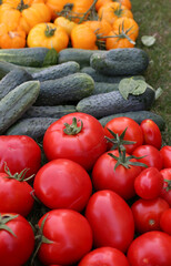 A rich harvest of tomatoes