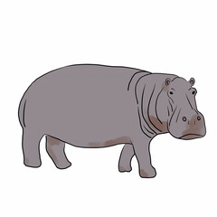 hippopotamus illustration on white background