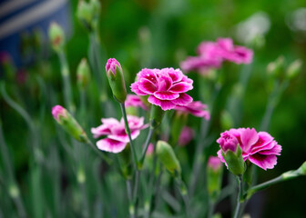 Naklejka premium pink carnations in the garden in summer day