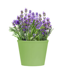 Green Pot of blooming lavender flowers isolated on white background
