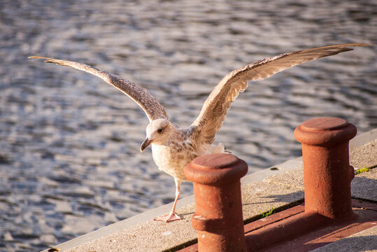 View of caspian gull flapping its wings on a pier