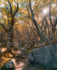 Beautiful forest in the patagonia of Argentina.