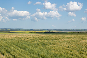 Panorama of a field of wheat and other crops on the prairies near Bruno, Saskatchewan, Canada.