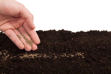 hand planting seeds on a soil