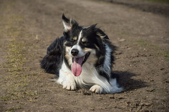Border collie is laying on nature road. He is so cute and has funny face
