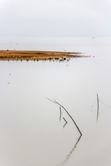 Wooden sticks in the water of Lake Kerkini, Greece, the migratory birds in the distance