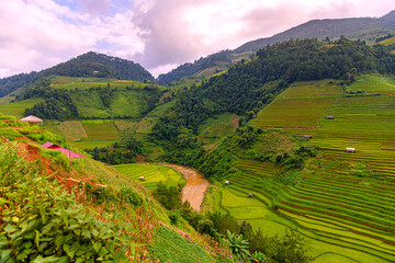 Rice fields on terraced beautiful shape of Mu Cang Chai, YenBai, Vietnam. Rice fields prepare the harvest at Northwest Vietnam.