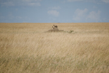 Geparden in Tansania