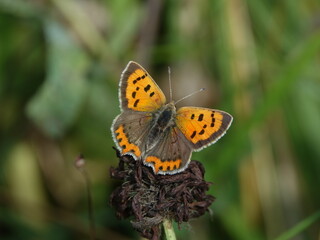 small copper butterfly (Lycaena phlaeas)