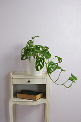  Monstera monkey swiss cheese in pot on light purple background on nightstand. Home gardening minimalist trendy concept. Close up. Copy space